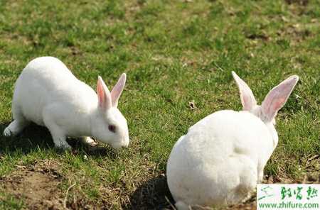 獺兔飼養的營養怎么調配？如何提高獺兔皮質量？