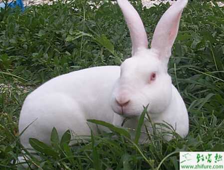 2015年養獺兔怎么樣？賺錢嗎？