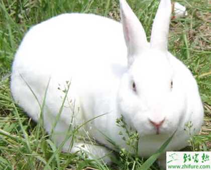 獺兔怎么養？有哪些需要注意的？