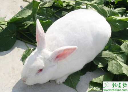 獺兔常用飼料有哪些？有哪些種類？飼喂注意事項有哪些？