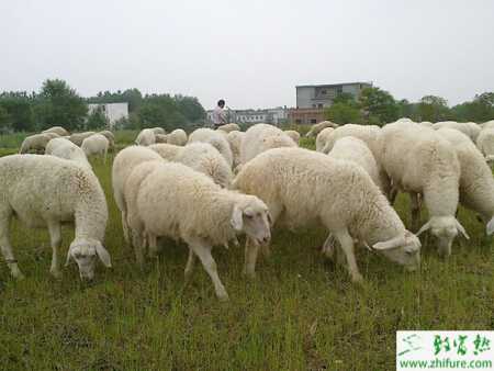 養湖羊的市場前景