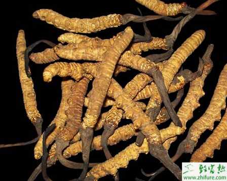 冬蟲夏草覆蓋種植技術