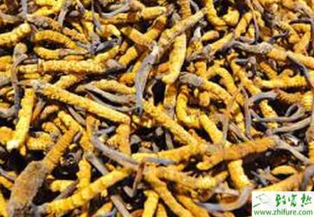 冬蟲夏草大田栽培技術