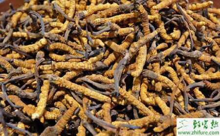 冬蟲夏草栽培管理要點