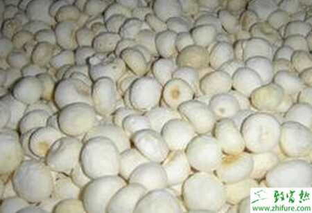 半夏塊莖腐爛病如何防治