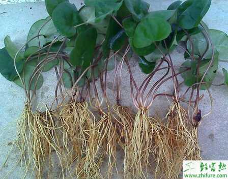 細辛如何栽培管理