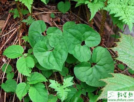 細辛的田間栽培技術(shù)