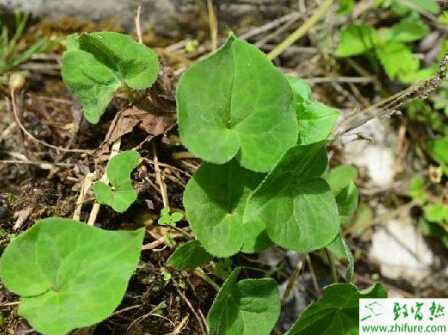細辛種子繁殖技術(shù)