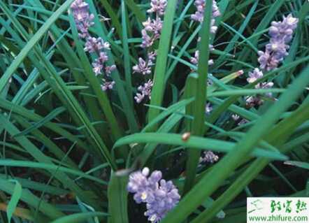 麥冬的育苗技術