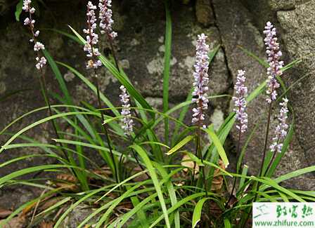 麥冬壯苗的培育方法