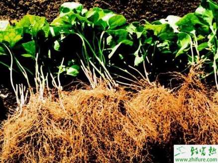 細辛選地栽培和留種