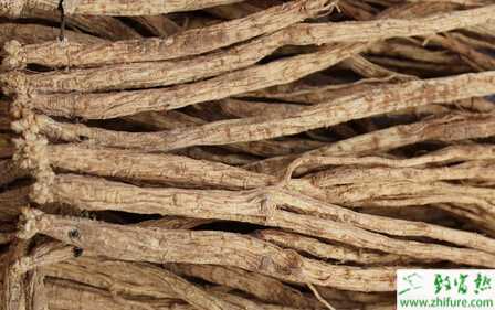 黨參如何栽培才能高產(chǎn)