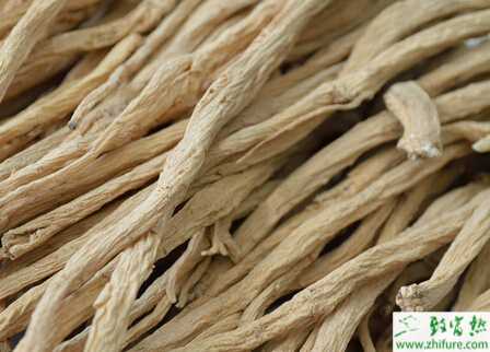 黨參主要蟲害的防治