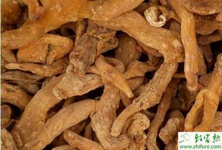 黃精的栽培和田間管理