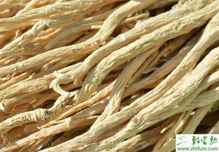 黨參的栽培和田間管理