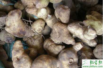 黃精如何栽培才能高產