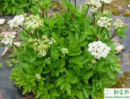 當歸田間種植管理技術