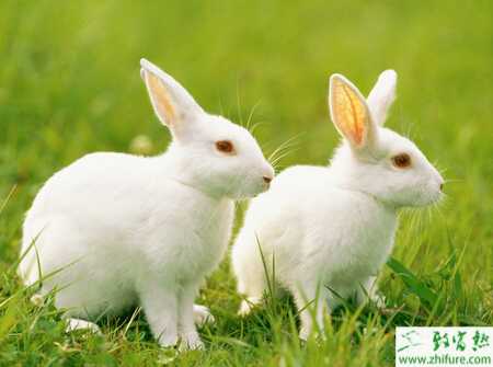 2015年養肉兔怎么樣？賺不賺錢？