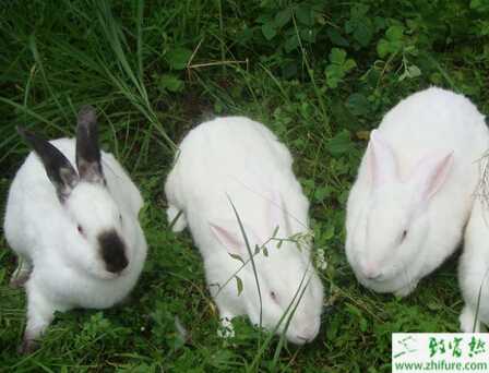 肉兔可以散養嗎？怎么散養？有哪些優點和缺點？