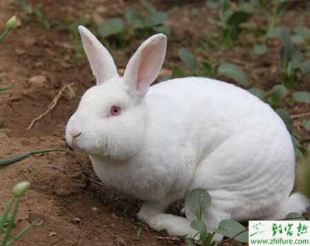 肉兔怎么配種？有哪些需要注意的？