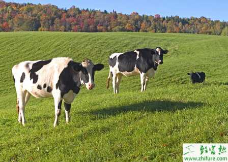 奶牛怎么養？有哪些注意事項？