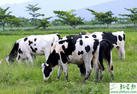 奶牛飼喂青貯飼料有哪些注意事項？青貯飼料有哪些好處？