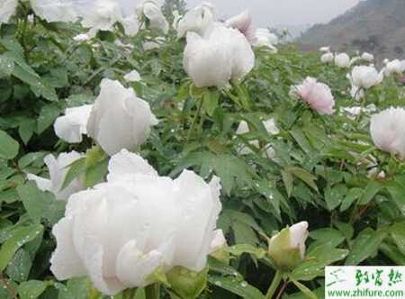 白芍科學種植技術