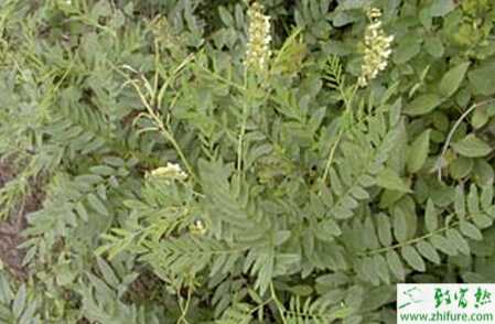 苦參的高產(chǎn)栽培技術(shù)