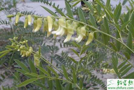 苦參白絹病的防治