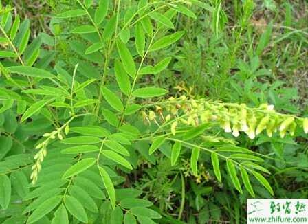 苦參的繁殖方法