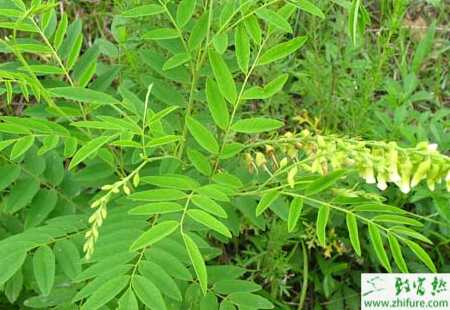 苦參根腐病的癥狀及防治