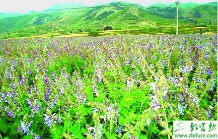 丹參的規范化栽培技術