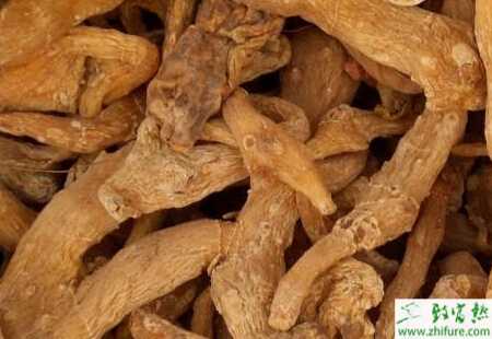 黃精葉斑病癥狀和防治