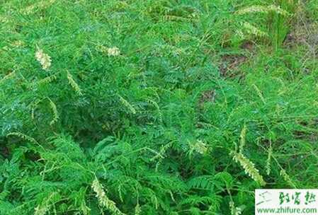 苦參葉枯病怎么防治