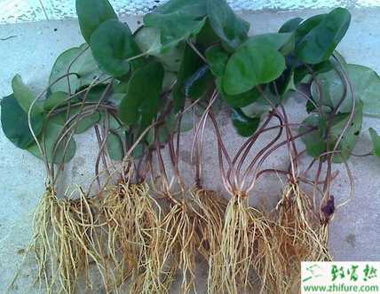 細辛林下如何栽培管理