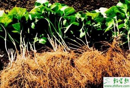 細辛菌核病怎么防治