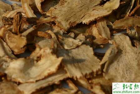 當歸的品種和留種