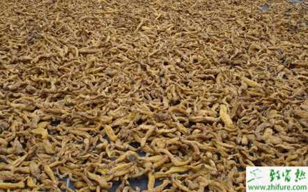 黃精主要蟲害蠐螬的防治