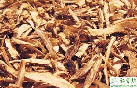 當歸小地老虎的介紹和防治