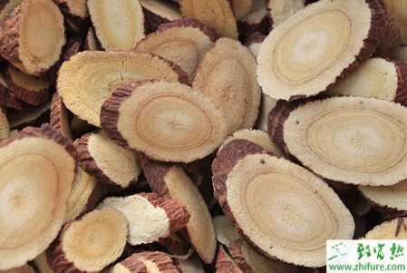 甘草的采收、加工和種子處理