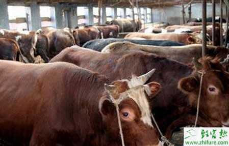 養肉牛國家有補貼嗎？有哪些補貼？