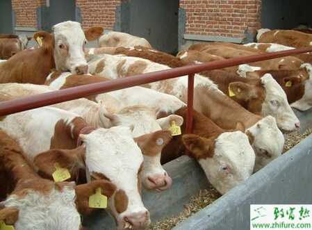 肉牛怎么養(yǎng)？有哪些需要注意？