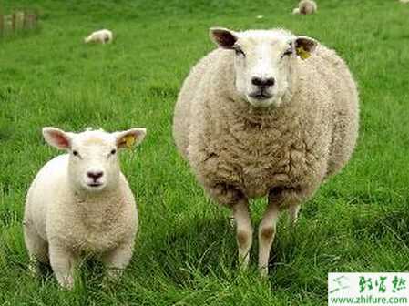 綿羊怎么養(yǎng)?有哪些需要注意的?