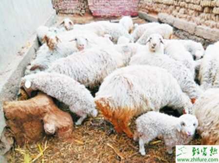 圈養(yǎng)綿羊怎么養(yǎng)?有哪些好處?