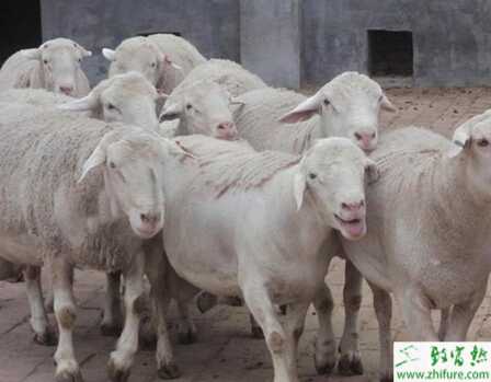 杜泊綿羊怎么養(yǎng)?有哪些需要注意的?