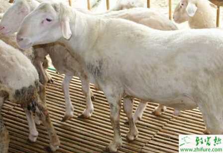 湖羊怎么養(yǎng)?有哪些需要注意的?