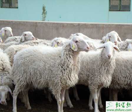 養小尾寒羊國家有補貼嗎?都有哪些補貼?