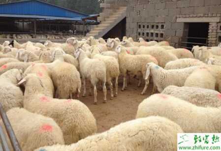 小尾寒羊怎么養?有哪些需要注意的?