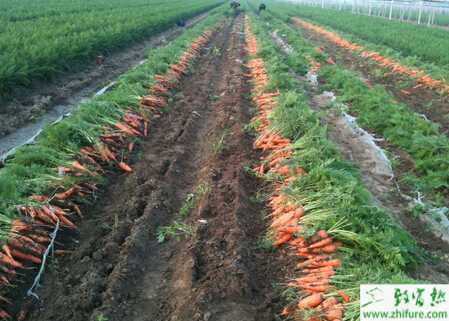 胡蘿卜的秋季田間管理要點(diǎn)