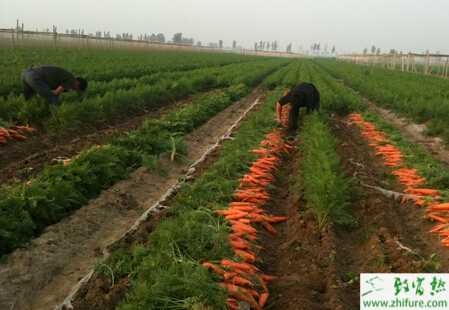 胡蘿卜抽薹與畸形根的原因及防治